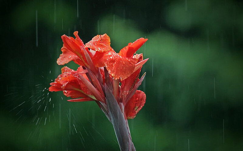 Red Canna Lily in Rain