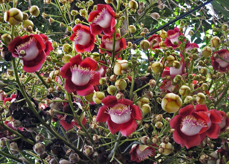 Red Cannonball Flowers