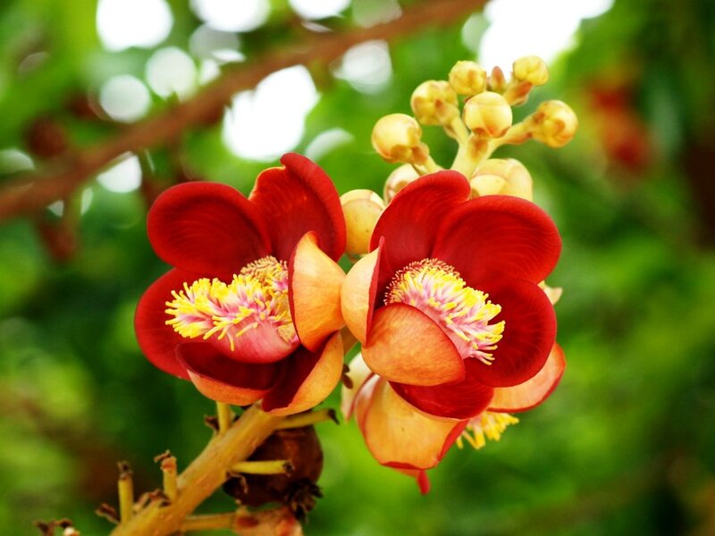 Red Cannonball Flowers — Vibrant