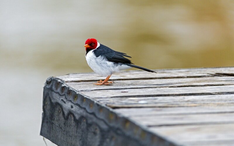 Red-capped bird on a dock