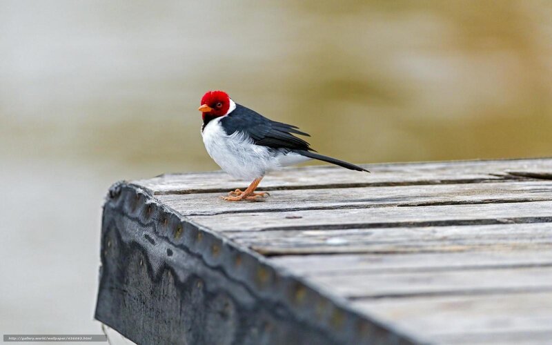 Red-capped Bird on Wood — Black