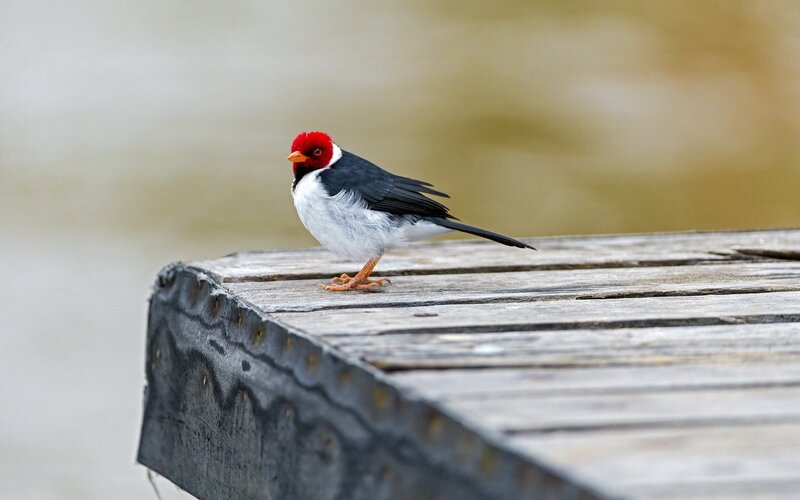 Red-capped bird on wooden dock