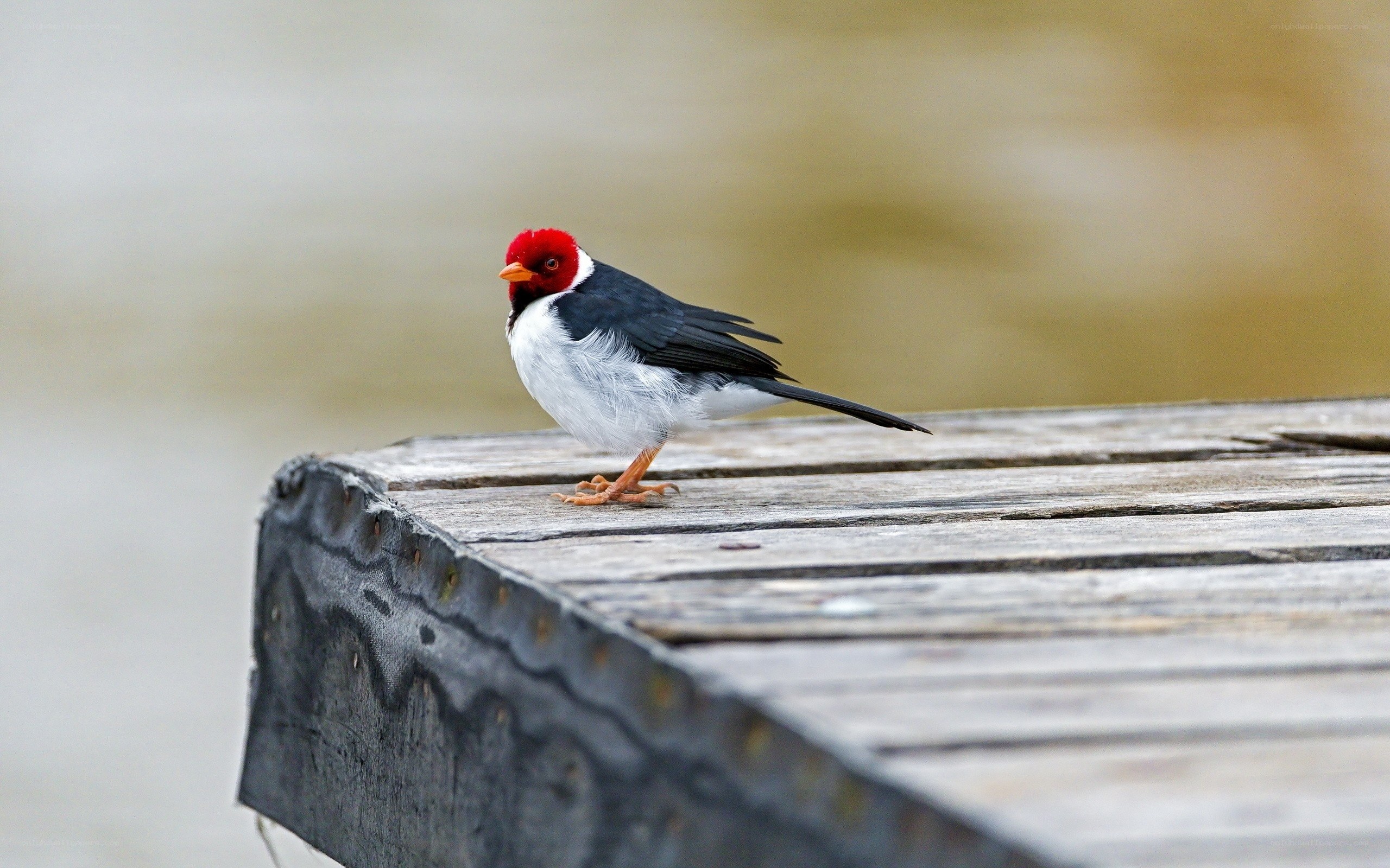 Red-capped bird on wooden dock