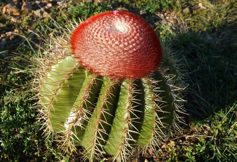 Red-capped Cactus
