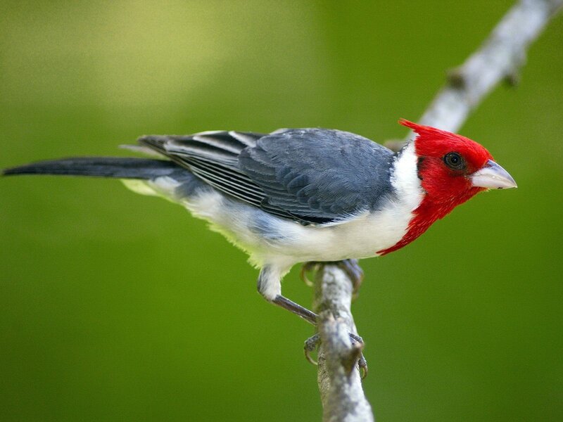 Red-capped cardinal on branch