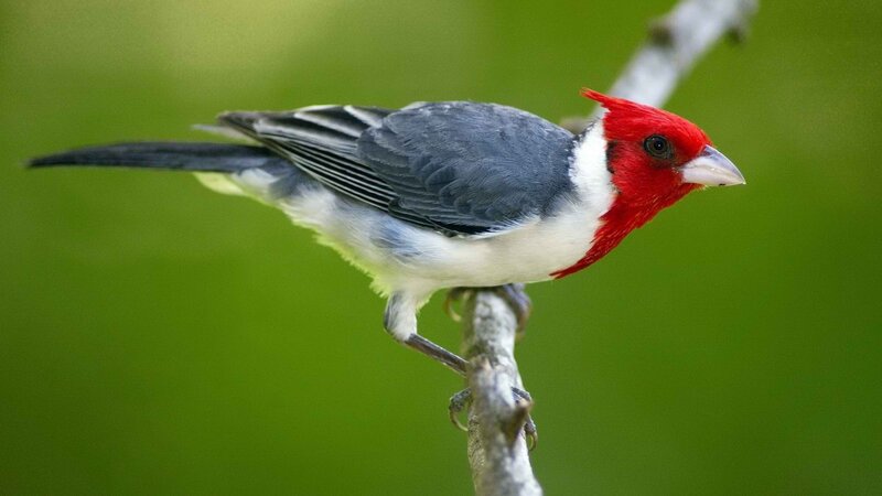 Red-capped cardinal perched on branch