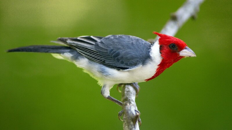 Red-capped cardinal perched