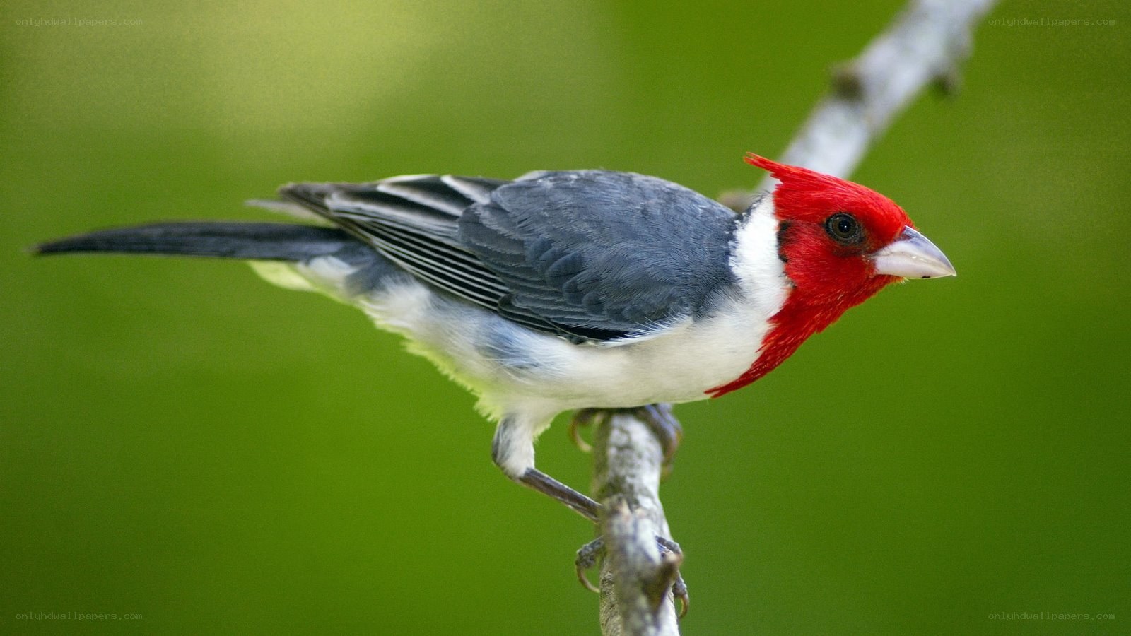 Red-capped cardinal perched