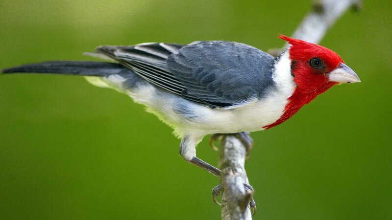 Red-capped Cardinal — Red, Calm, Photograph