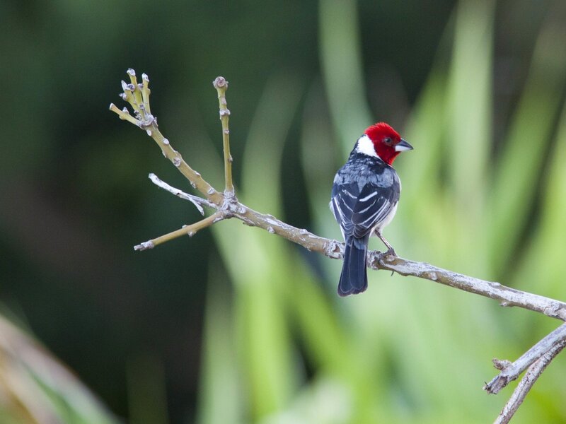 Red-capped Cardinal — Red, Calm