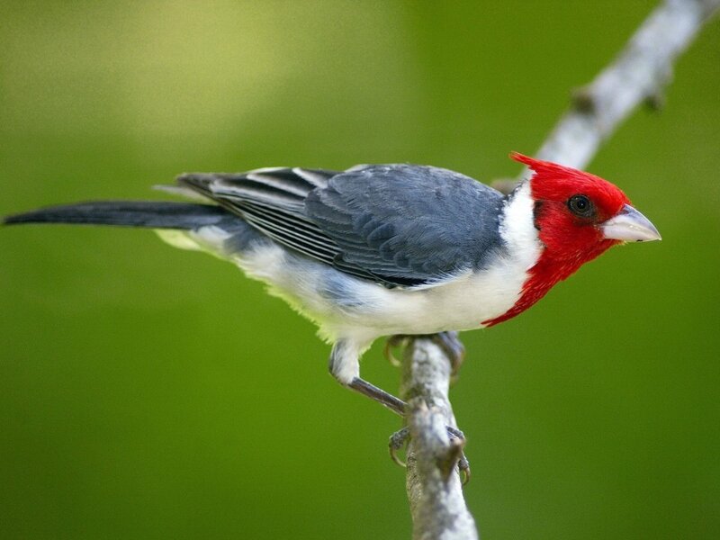Red-capped Cardinal