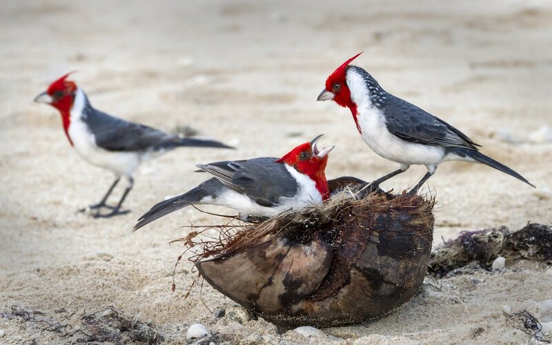Red-capped Cardinals