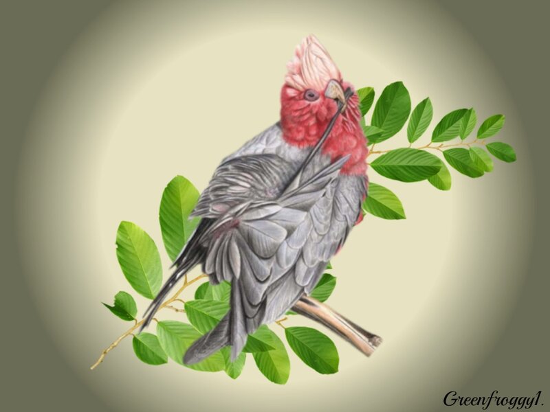 Red-capped Cockatoo