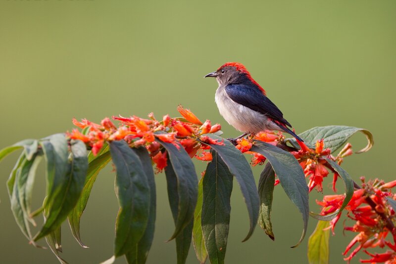 Red-capped Flowerpecker