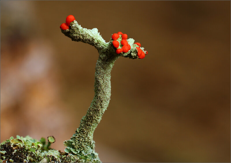 Red-capped Lichen on Branch