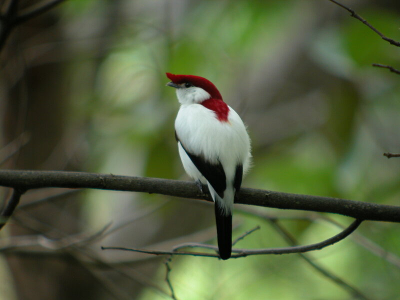 Red-capped Manakin