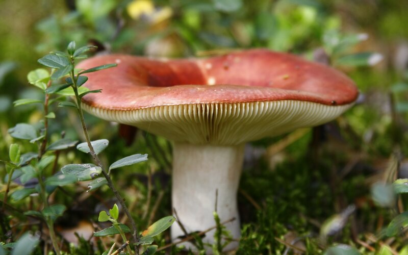 Red-capped mushroom in forest
