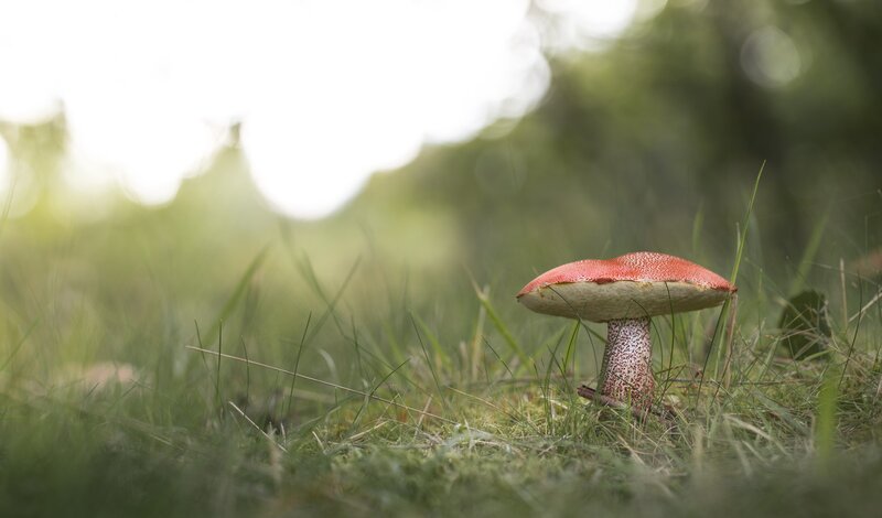 Red-capped Mushroom in Grass