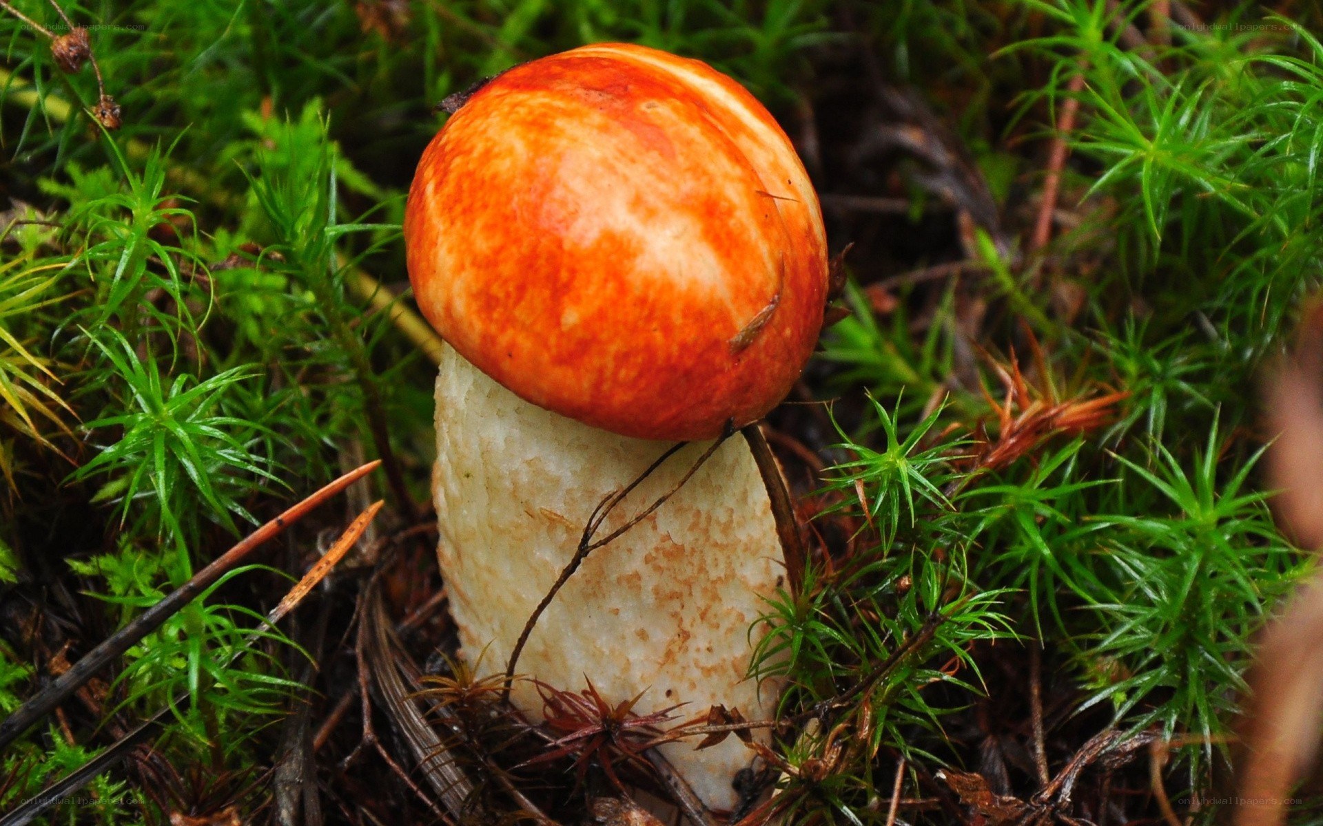 red-capped mushroom in moss