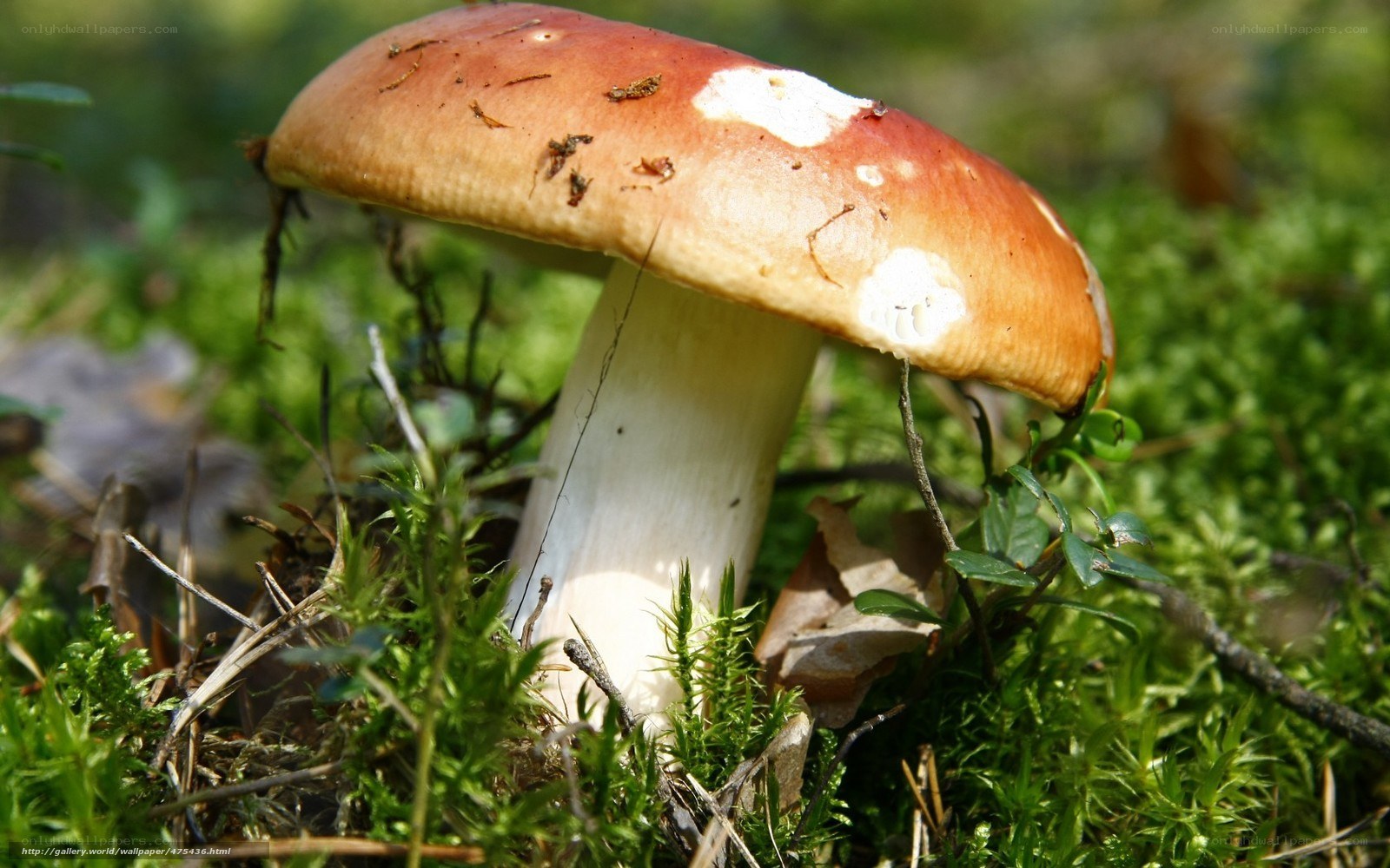 Red-capped mushroom in moss