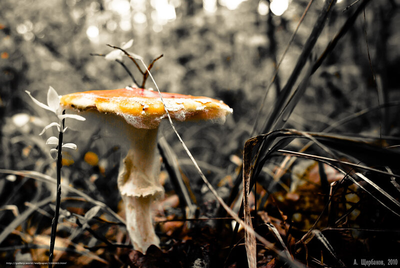 Red-capped Mushroom — Red