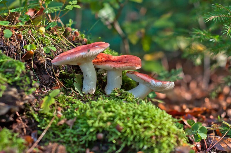 Red-capped Mushrooms — Green, Serene