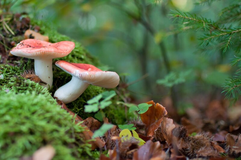 Red-capped Mushrooms