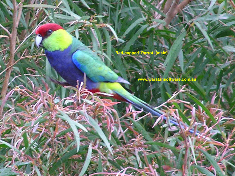 Red-capped Parrot — Green, Natural