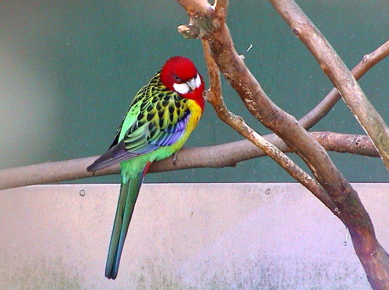 Red-capped Parrot — Green