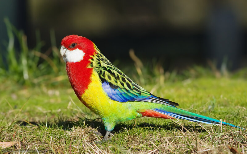 Red-capped Parrot — Red, Calm, Afternoon, Photograph, Grass