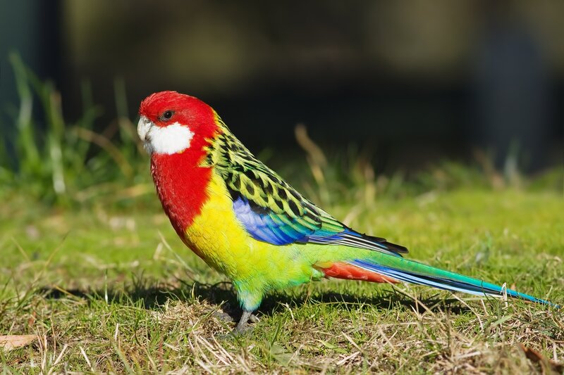 Red-capped Parrot — Red, Calm, Afternoon, Photograph