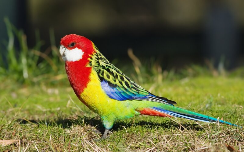 Red-capped Parrot — Red, Calm, Afternoon