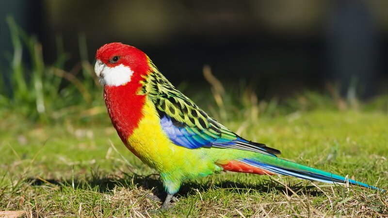 Red-capped Parrot — Red, Calm