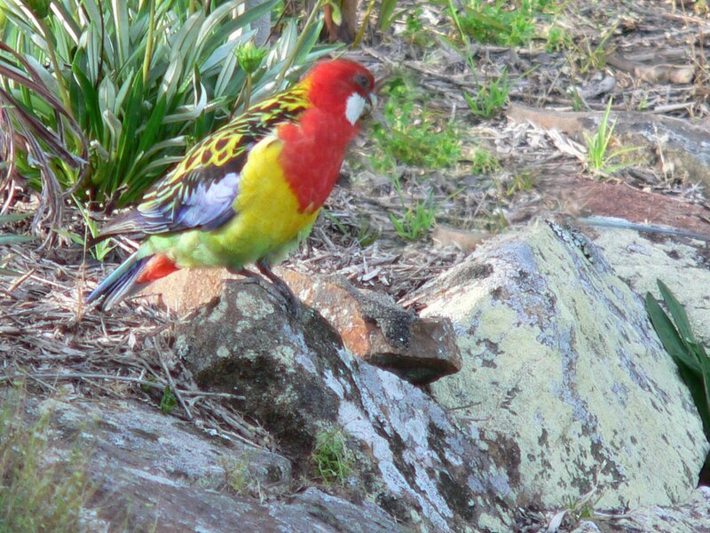 Red-capped Parrot — Red, Natural