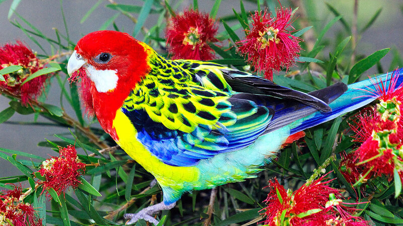 Red-capped Parrot — Red