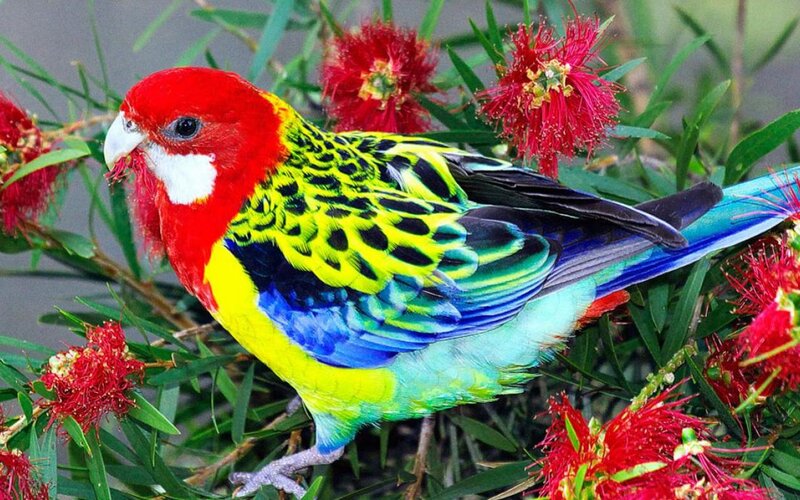 Red-capped Parrot — Red, Vibrant, Afternoon