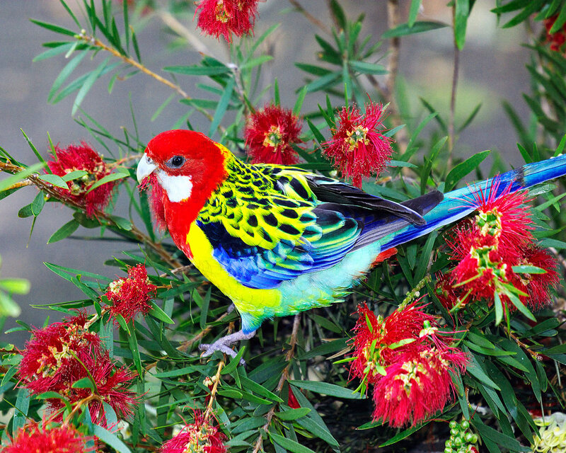 Red-capped Parrot — Red, Vibrant