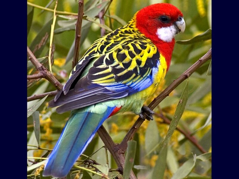Red-capped Parrot