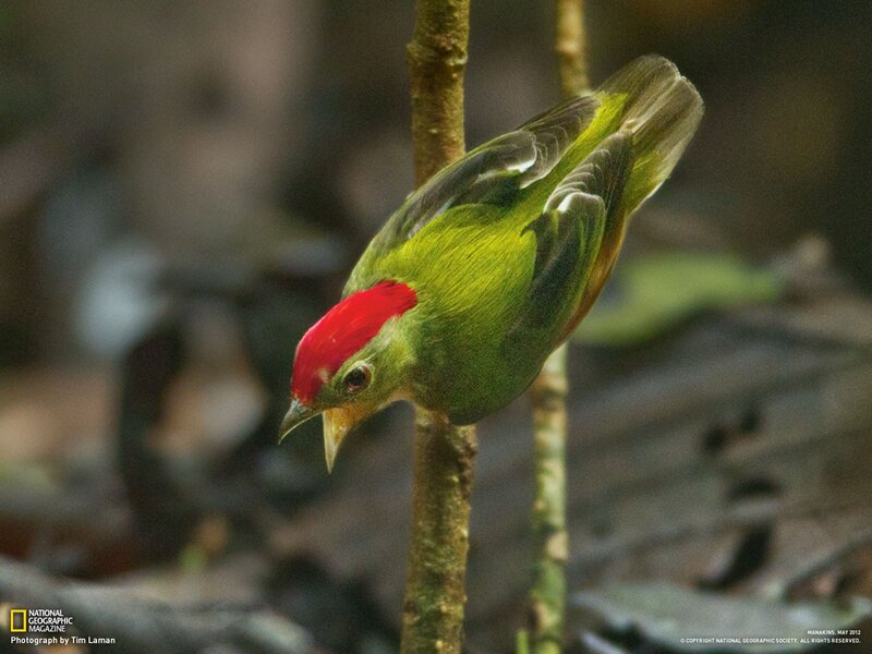 Red-capped parrotlet