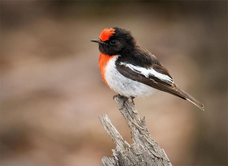 Red-capped Robin — Black