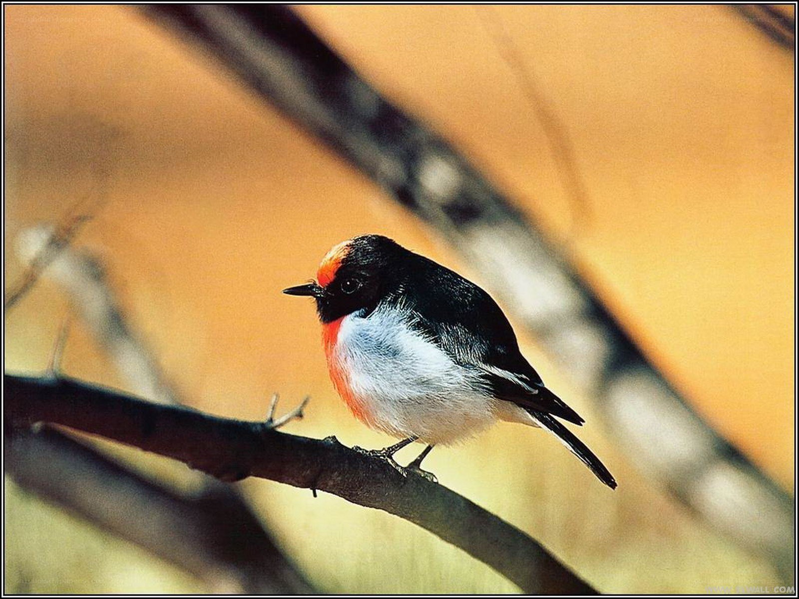 Red-capped robin perched on branch