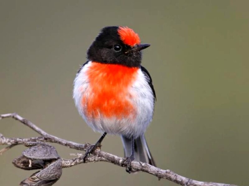 Red-capped Robin