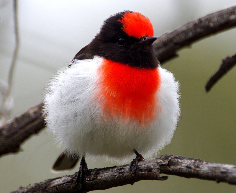 Red-capped Robin — White, Calm