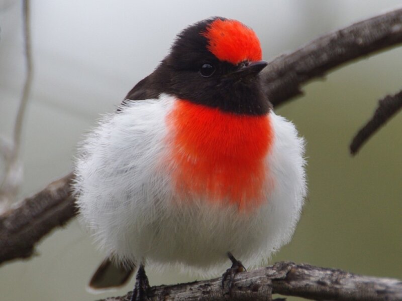 Red-capped Robin — White