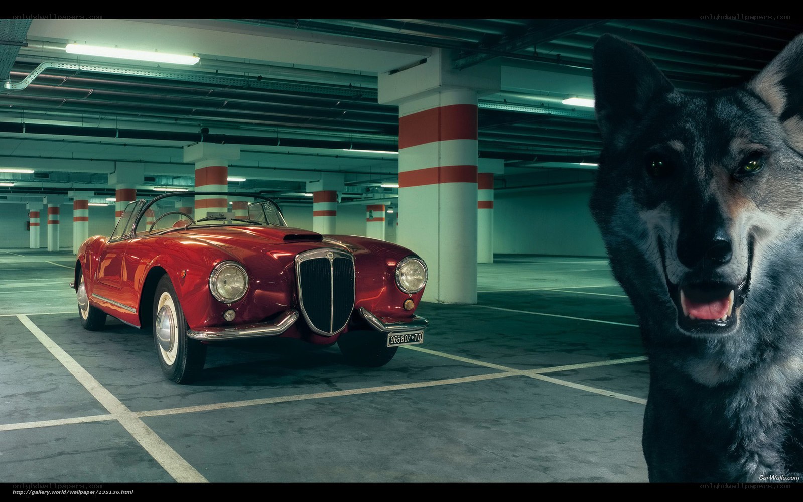 Red car and dog in garage
