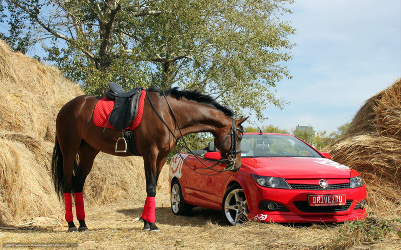 Red car and horse in hayfield