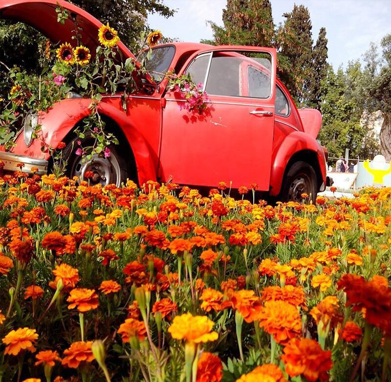 Red Car in Flower Field