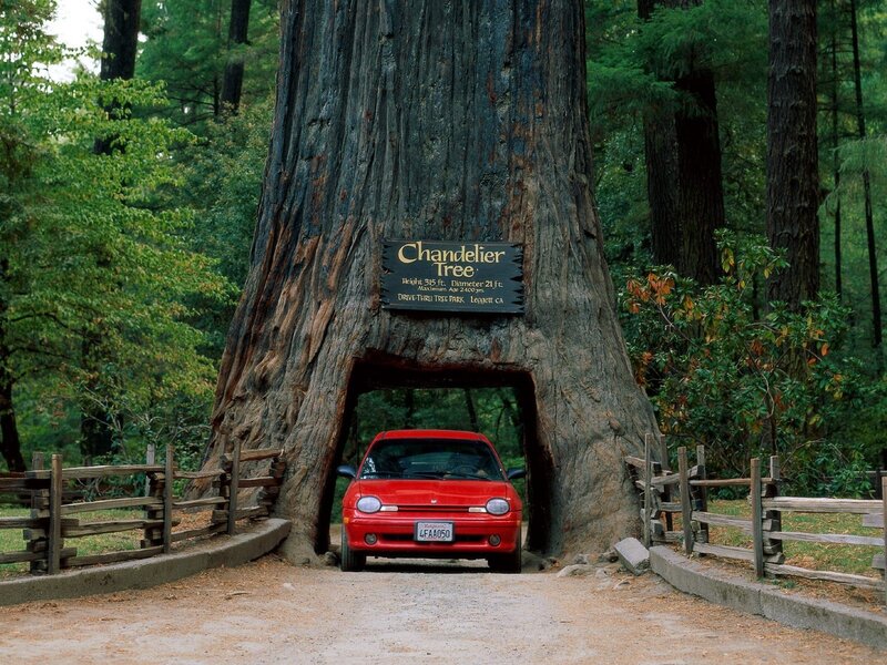 Red Car in Tree Tunnel