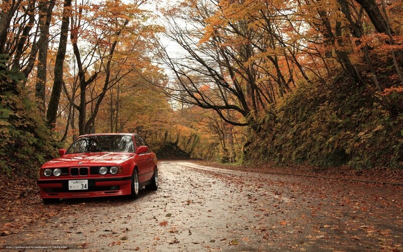 Red Car on Forest Road — Serene
