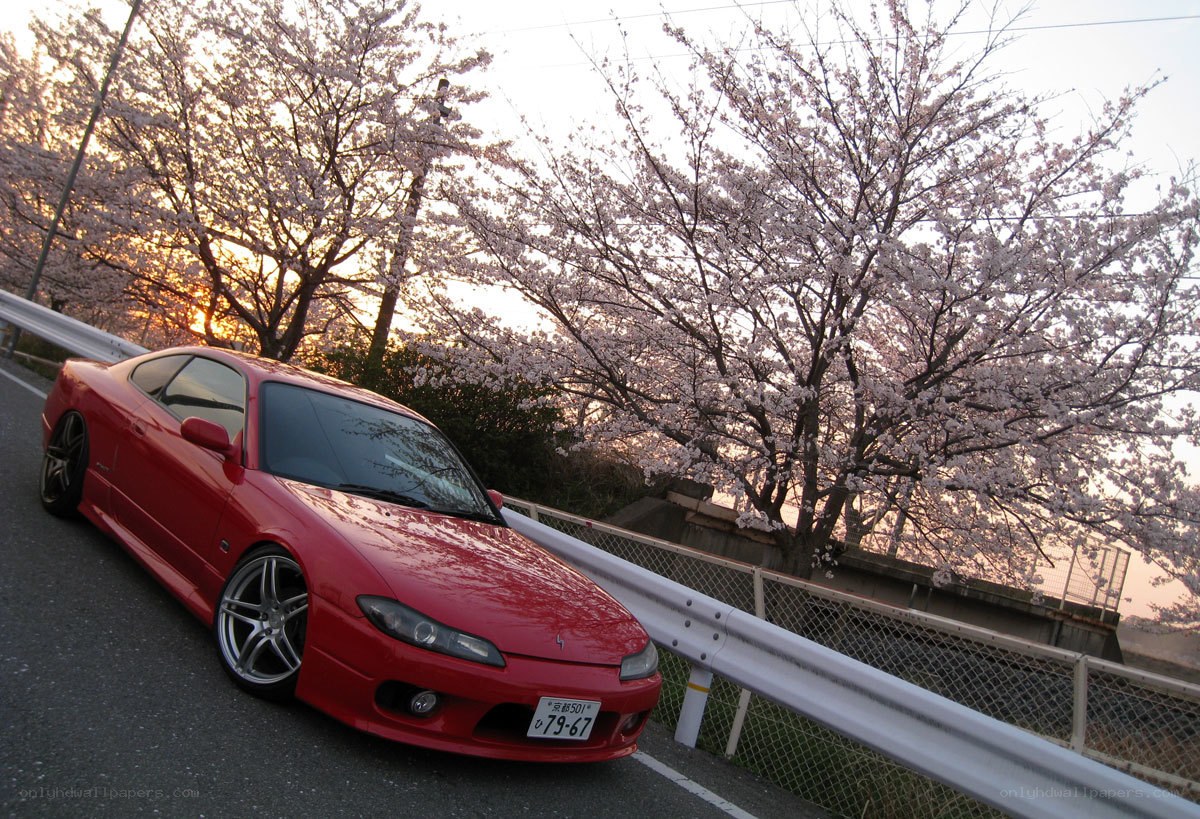 Red car under cherry blossoms
